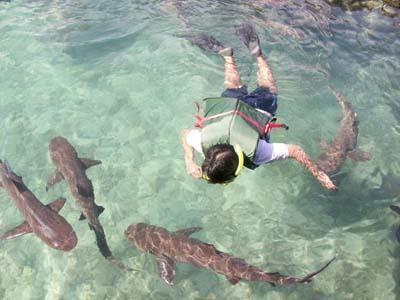 Sensasi Berenang Bersama Hiu di Karimun Jawa