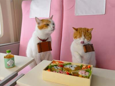 Lucunya, Dua Kucing Ini Jadi Promosi Pariwisata Di Jepang!
