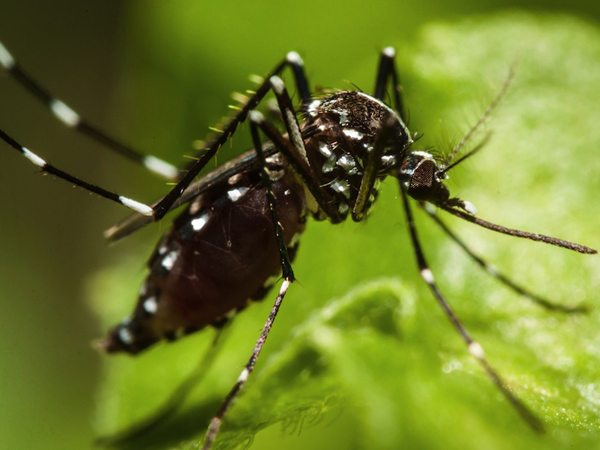 Sebelum Panik, Simak Dulu Fakta Dasar Virus Zika yang Perlu Diketahui Ini