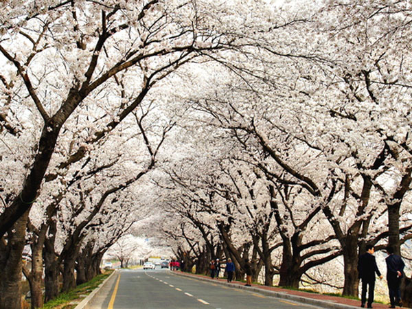 'Lahap' Semua Lokasi Penuh Cherry Blossom Khas Musim Semi di Seoul