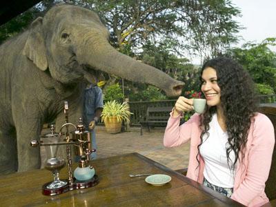 Kopi Gajah Thailand Geser Kopi Luwak Sebagai Kopi Termahal di Dunia