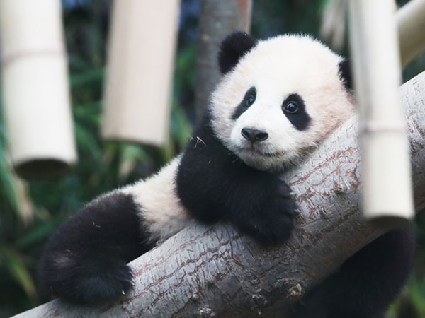 Everland Korea Debutkan Bayi Panda Menggemaskan untuk Pertama Kalinya