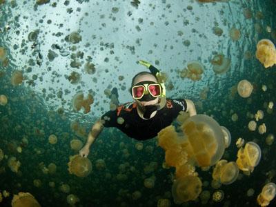 Rasakan Sensasi Berenang Bersama Jutaan Ubur-Ubur di Palau