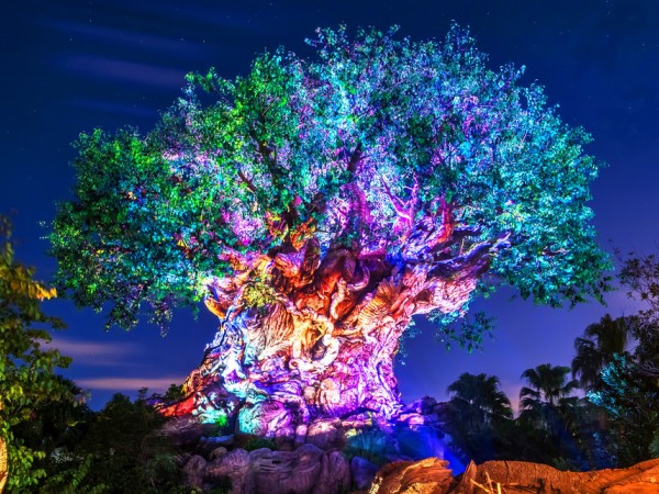 Menikah Layaknya Karakter di Negeri Dongeng, Dibawah Tree Of Life Disney World