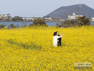 Manjakan Matamu dengan Pemandangan Indah Bunga Conola di Jeju