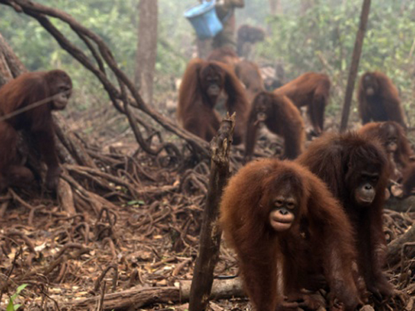 Tak Hanya Warga, Belasan Orangutan Juga Terkena ISPA Akibat Kabut Asap