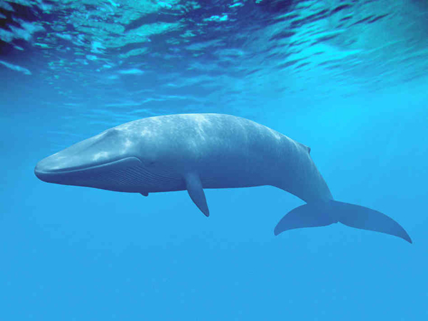 Wow! Berat Jantung Mamalia Laut Raksasa Paus Biru Mencapai 180 Kilogram