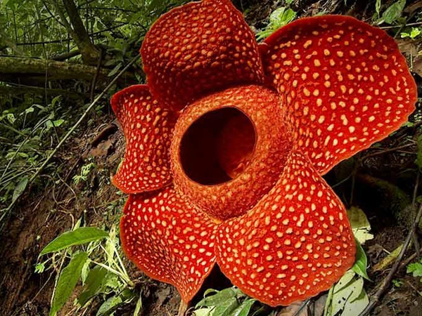 Termasuk Super Langka, 15 Bunga Rafflesia Akan Mekar Bersamaan!