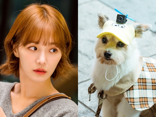 Park Gyu Young Buat Rencana Baru Untuk Cium Cha Eunwoo di Drama Episode 'A Good Day to Be a Dog'?