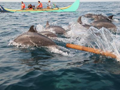 Bermain Bersama Lumba-Lumba di Teluk Kiluan Lampung