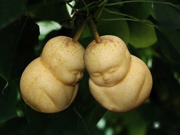 Cute! Buah Pir Ini Berbentuk Seperti Bayi yang Sedang Tidur!