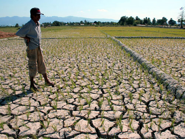 Kekeringan, Ribuan Hektare Sawah di Jawa Barat Terancam Gagal Panen