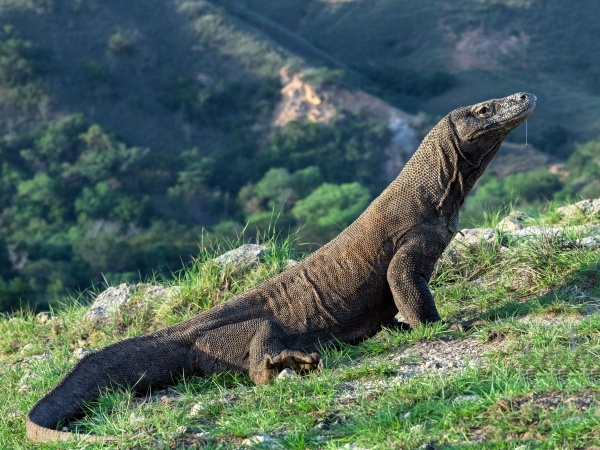 Seperti China Sewakan Panda, Kemenkeu Sarankan Untuk Sewakan Komodo Untuk Isi Kas Negara?