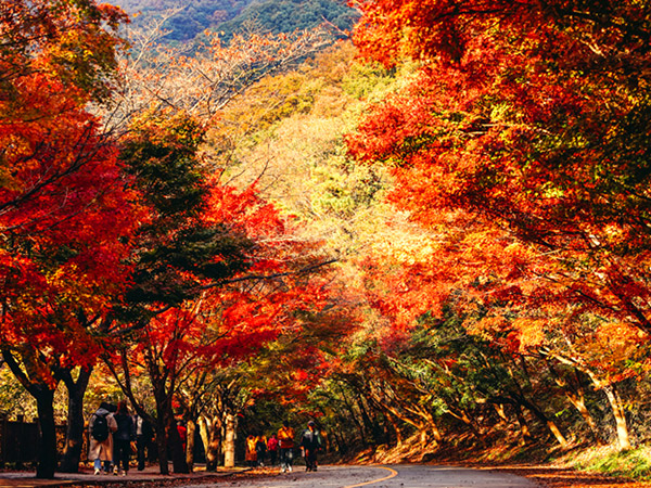 5 Tempat Wisata Musim Gugur Paling Bagus di Korea Selatan