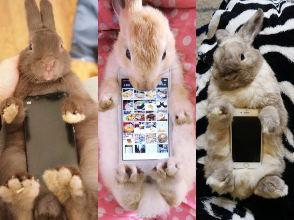 Duh, di Cina dan Jepang Binatang Hidup Dijadikan 'Casing' Smartphone!