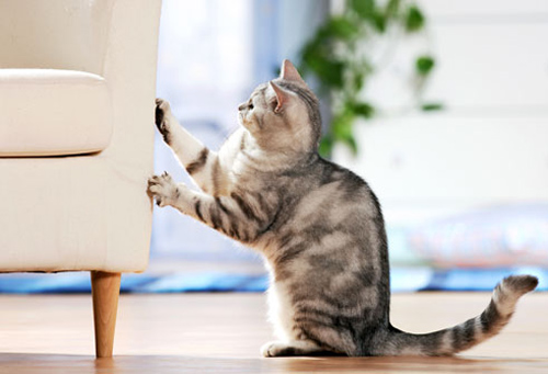 Apa Alasan Kucing Sering Mencakar Barang-barang di Rumah?