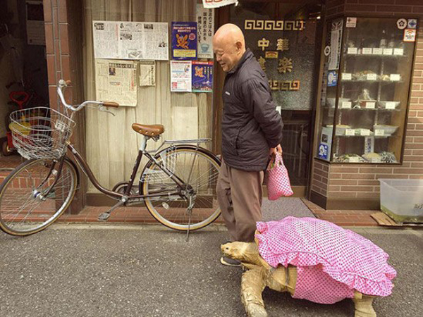 Selama 19 Tahun, Pria Ini Jalan – Jalan di Kota Tokyo Ditemani Kura-Kura