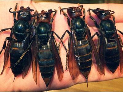 Wabah Lebah Raksasa Bunuh Puluhan Orang di China