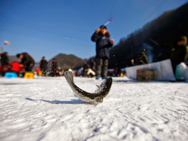 Serunya Mancing Ikan di Festival Es Sancheoneo Korea Selatan!