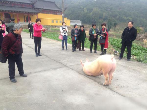 Wah, Babi Ini Terlihat Bersujud di Depan Kuil Sebelum Disembelih