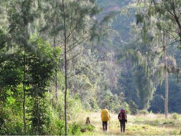 Surga Dunia Tersembunyi di Papua, Tanaman Langka Sampai Bertemu Burung Cendrawasih