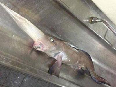 Wow, Ikan Bertanduk Ini Berhasil Ditemukan di Laut Kanada