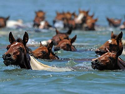 Lucunya! 150 Kuda Poni Berenang di Pantai Virginia