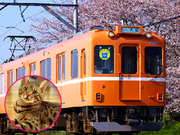 Kafe Ini Tawarkan Sensasi Makan Sambil Main Bersama Kucing di Dalam Kereta