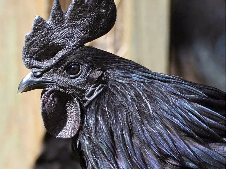 Yuk Kenalan Sama Ayam ‘Hitam’ Cemani Seharga 40 Juta Rupiah Asal Jawa, Indonesia!