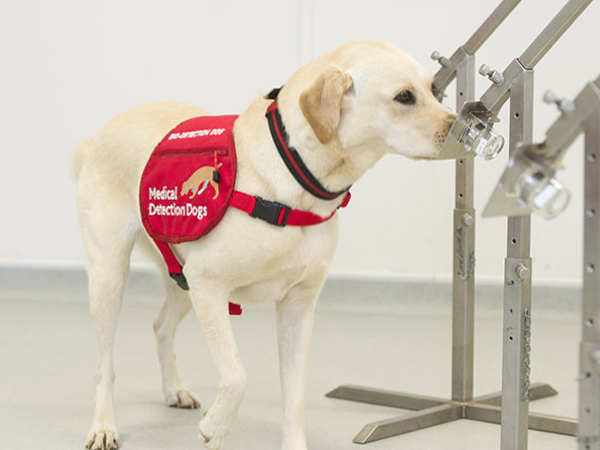 Anjing Dapat Dilatih Untuk Deteksi Virus Corona, Ini Kata Ahli