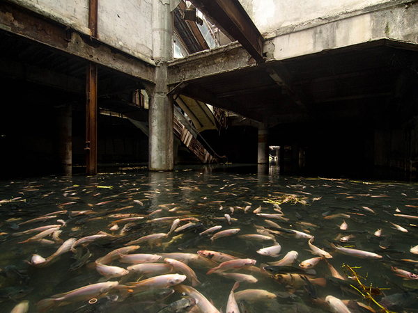 Wow, Ribuan Ikan Ini Huni Gedung Bekas!