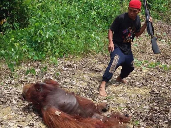 Orangutan di Kalteng Dibunuh dan Dimasak, 10 Orang Terduga Pelaku Ditangkap