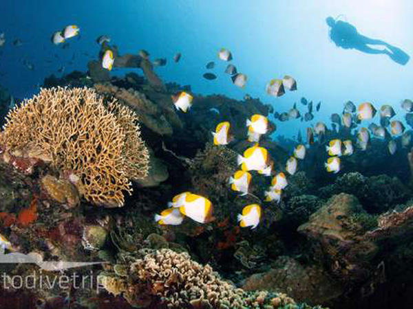 Keren, Indonesia Jadi Destinasi Snorkeling Terbaik Dunia!