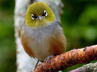 Wah, Inilah Bentuk Asli dari Karakter Angry Bird