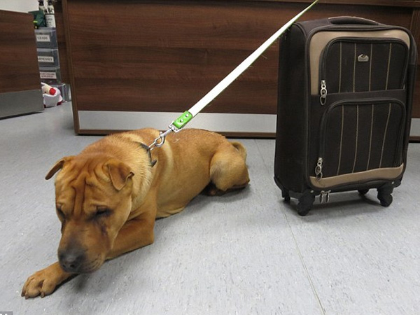 Kai, Anjing yang Dibuang di Stasiun Oleh Majikannya Hanya dengan Koper Berisi Bantal