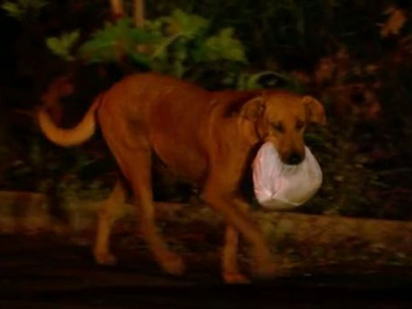 Anjing Ini Lakukan Perjalanan 4 KM Setiap Malam Demi Beri Makan Teman-temannya