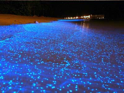 Wah, Fenomena Cahaya Biru Serbu Pantai Maladewa!