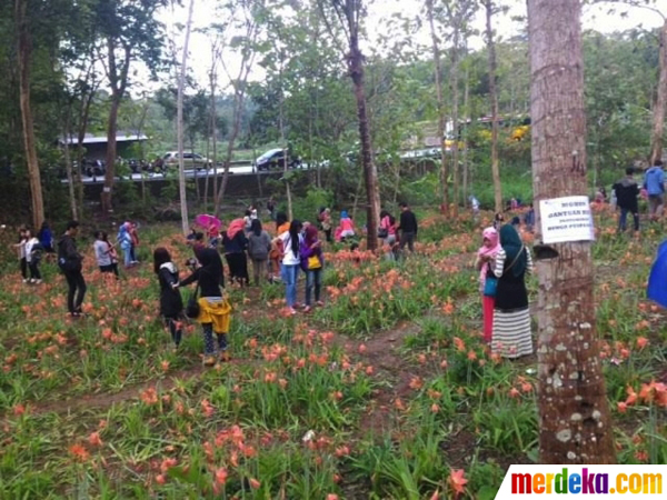 Penasaran dengan Kerusakan, Taman Amarylis Dibanjiri Pengunjung