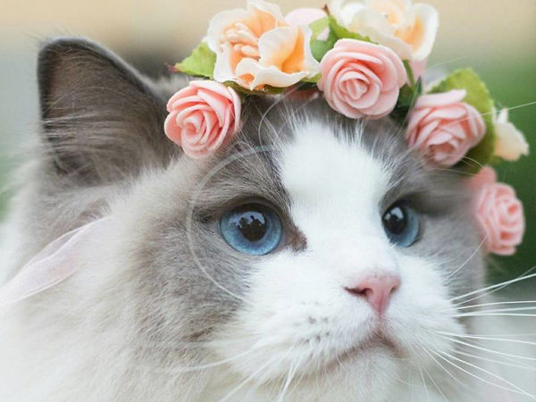 Yuk Kenalan Dengan Aurora, Kucing 'Princess' yang Jadi Primadona di Instagram