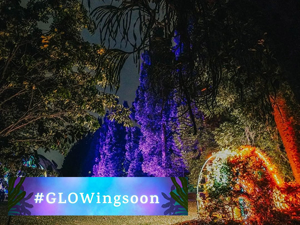 Kebun Raya Bogor Hadirkan Wisata Malam Glow in the Dark