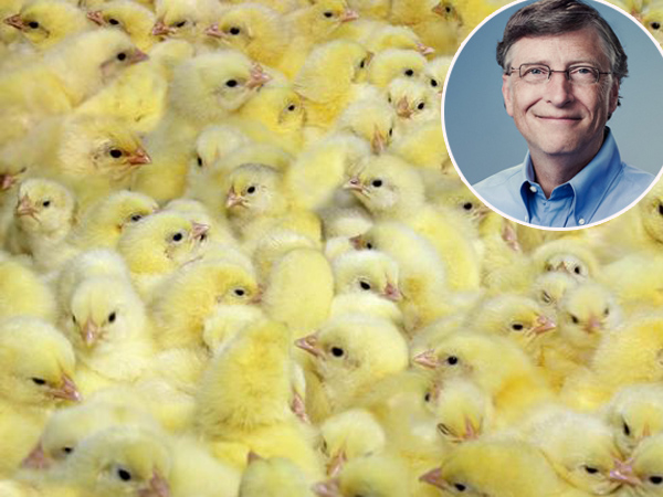 Bill Gates Sumbang 100 Ribu Anak Ayam Ke Berbagai Negara, Untuk Apa?