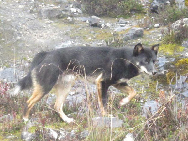 Penampakan Anjing Spesies Baru di Papua Ini Dari Legenda Pemakan Jantung Manusia?