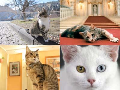 Mau Tau 4 Tempat Wisata yang Cocok Bagi Pecinta Kucing?