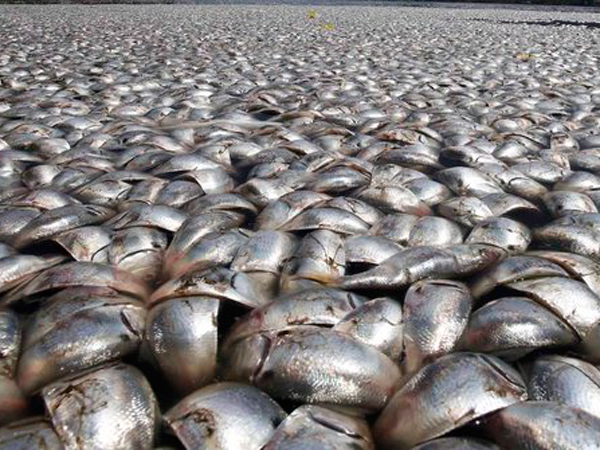 Sejak Senin Subuh Jutaan Ikan Terdampar Secara Misterius di Pantai Ancol